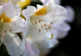 Fototapeta na wymiar Белые цветы крупным планом на размытом фоне
