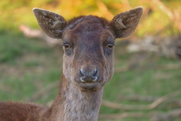 Portrait einer Hirschkuh