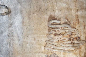 bark of a tree with moscite layers, photo for text and advertising