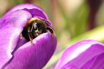 Sleepy bumblebee waking up from a crocus