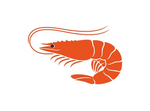 Shrimp Logo. Isolated Shrimp On White Background. Prawns