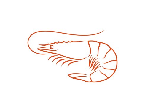 recommend clip art: Shrimp outline. Isolated shrimp on white background. Prawns