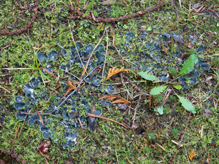 Green elfcap fungi on moss