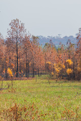 Fototapeta premium Silhouetted dry trees without leaves on branches due to hot temperature and lack of rain of summer season inside tropical rainforest, Phu Kradueng, Loei, Thailand. 