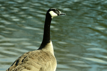 Wildgans am Wasser