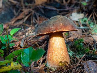 Brown bolete mushroom fungi