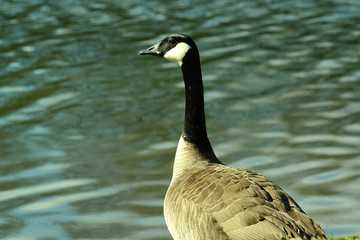Wildgans am Wasser