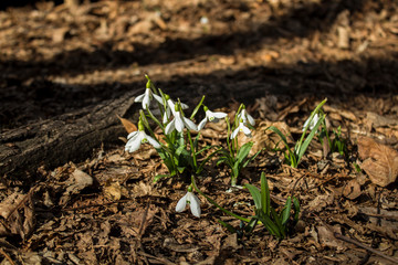 beautiful white flowers