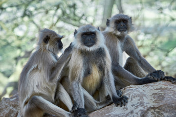 Monkeys on the street.