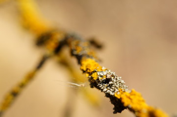 Yellow lichen on a tree branch