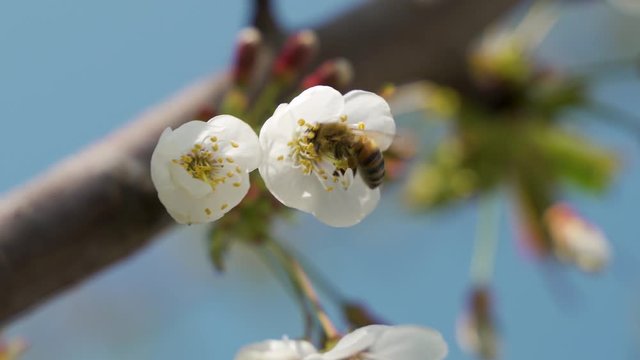 un'ape vola su un fiore di ciliegio per mangiare il nettare e raccogliere il polline in primavera 4k.