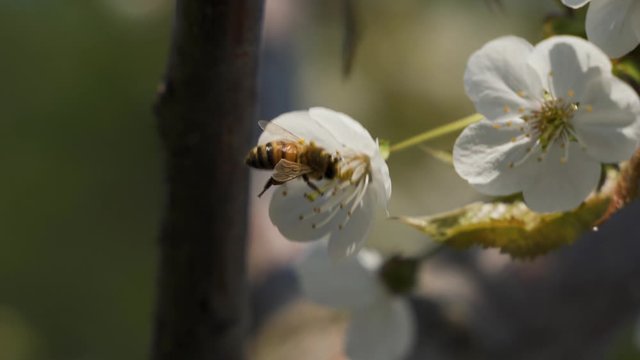 un'ape vola su un fiore di ciliegio per mangiare il nettare e raccogliere il polline in primavera 4k.