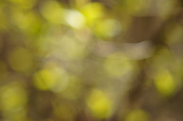 Obraz premium autumn leaves background