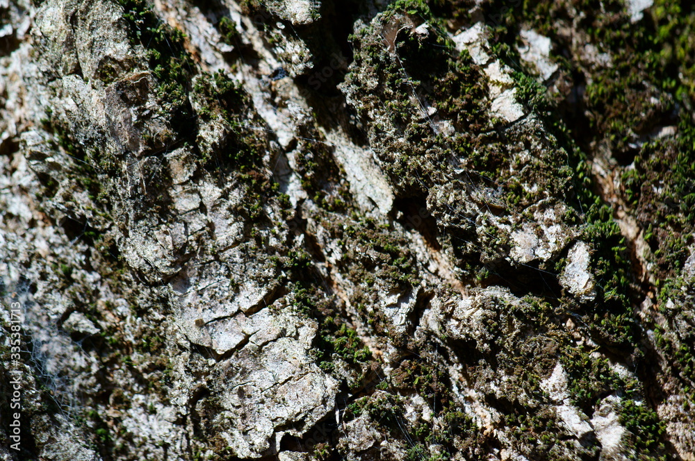 Sticker tree bark texture