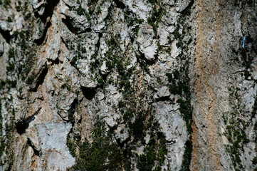 bark of a tree