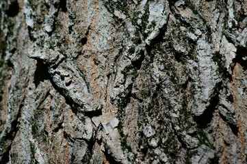tree bark texture