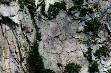 tree bark texture