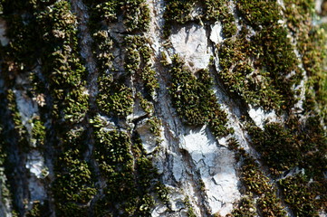 Obraz premium moss covered tree