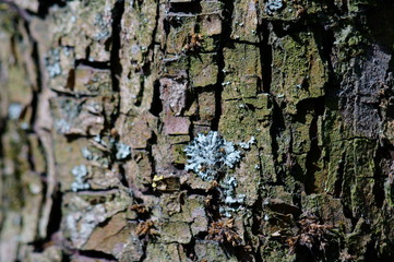 tree bark texture