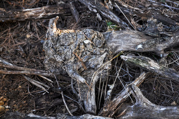Dry root