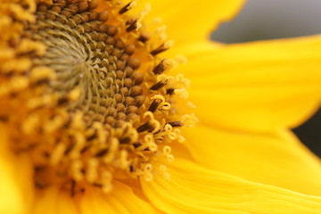 Girasol
