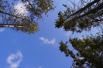 Fototapeta premium sky and trees