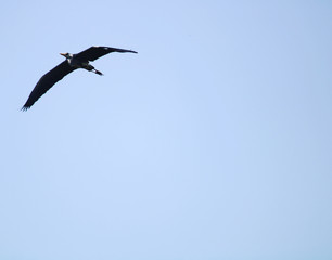 seagull in flight