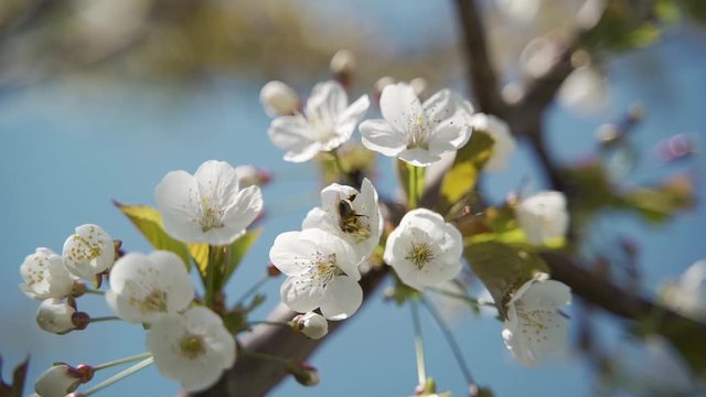 un'ape vola su un fiore di ciliegio per mangiare il nettare e raccogliere il polline in primavera in slowmotion.