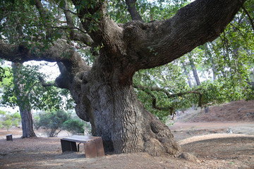 Ancient oak tree in Troodos in Cyprus. Under the oak tree a wooden bench. Cyprus Nature Reserve. - obrazy, fototapety, plakaty