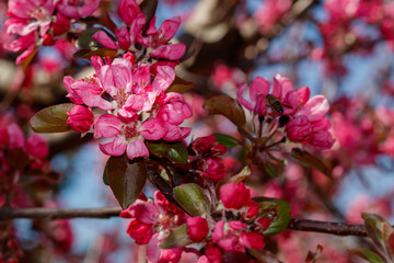 Close Up Pink Flowers Spring Blossom