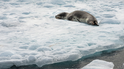 Fototapeta premium sleeping sea leopard on the iceberg in Antarctica