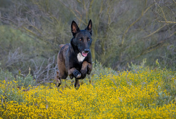 Malinois jumping in the desert through yellow flowers