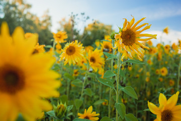 Sunflower yellow field and blue sky with clouds