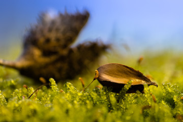 Fototapete bei efototapeten.de bestellen   