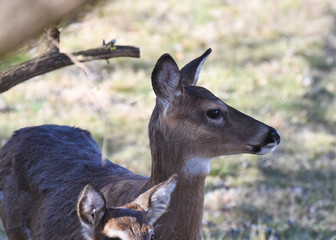 a young white tail deer doe pauses in her grazing