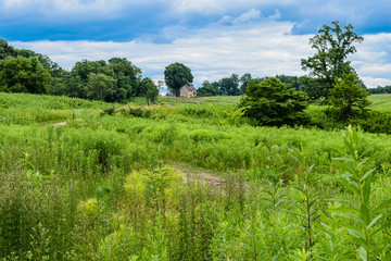 Green Meadow with Trail Leading to Farm House