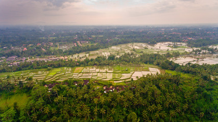 Aerial view terraces filled with water and ready for planting rice. Ubud, Bali, Indonesia.