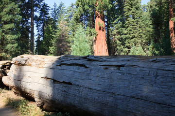 Fototapeta premium California / USA - August 23, 2015: A truk cut detail of a giant sequoia tree in the Sequoia National Park, California, USA