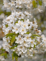 Blühender Kirschbaum,Prunus avium, im Frühling