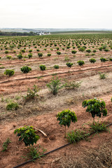 View of coffee seedlings being irrigated in the drip system