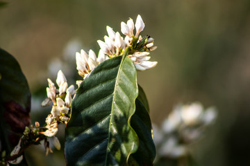 Obraz premium Coffee tree blossom with white color flowers with selective focus in Vera Cruz, Sao Paulo state, Brazil