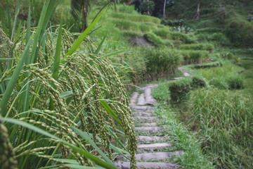 Cob rice at the foreground and rice terrace at the background with small path - 2pis de blé au...