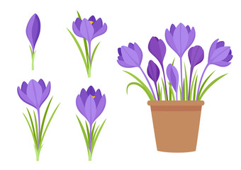 Vector set of violet crocus flowers and flowers in pot