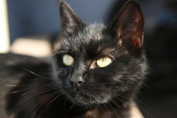 Beautiful black stray cat outdoors on sunny day, closeup