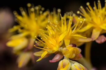 Sedum kimnachii, yellow flower of Sedum decumbens, Flowers of a outstanding succulent plants