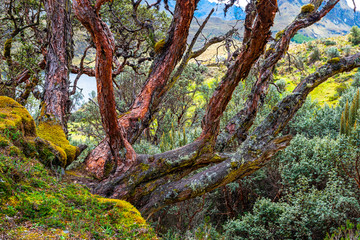 Polylepis or Paper Tree inside Cajas National Park near Cuenca, Azuay Province, Ecuador.