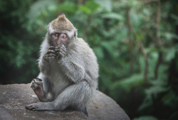 Naklejka na ściany i meble Young macaque eating - Jeune macaque en train de manger
