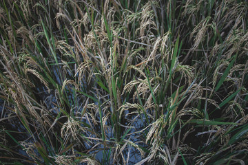 Close up of irrigated rice cob - Gros plan sur épis de blé irrigué à Tegalalang Bali