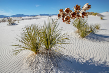 Yucca Seed Pods on White Sands National Park