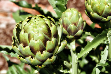 Fototapeta premium Homegrown Artichoke (Cynara scolymus), a perennial edible thistle, ready to harvest.